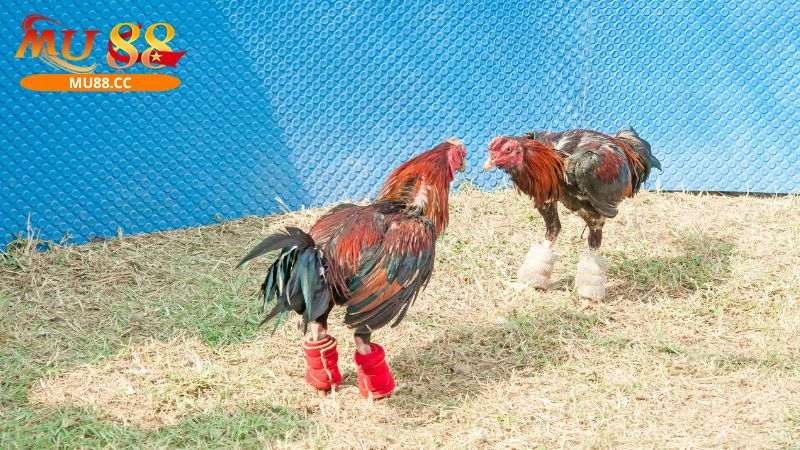 Các yếu tố tạo nên sự chất lượng của sảnh đá gà nhà cái