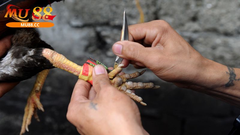 Cách chơi đá gà cựa dao Philippines dễ hiểu cho cược thủ