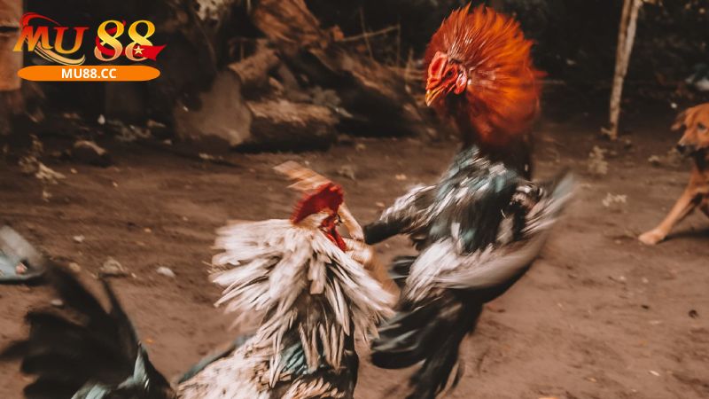 Những vị trí tử điểm của gà nòi mà kê thủ cần biết