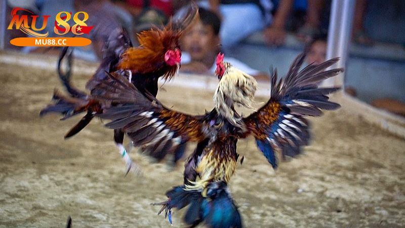 Vị trí tử điểm của gà nòi là các điểm yếu trên cơ thể chiến kê